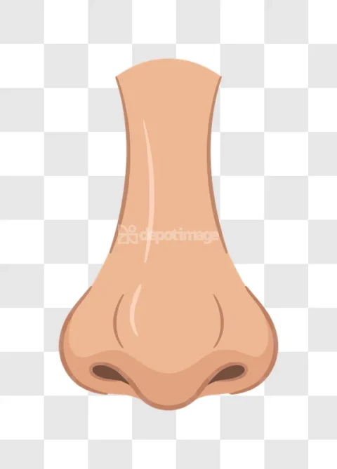 Human Nose Facial Feature Skin Color