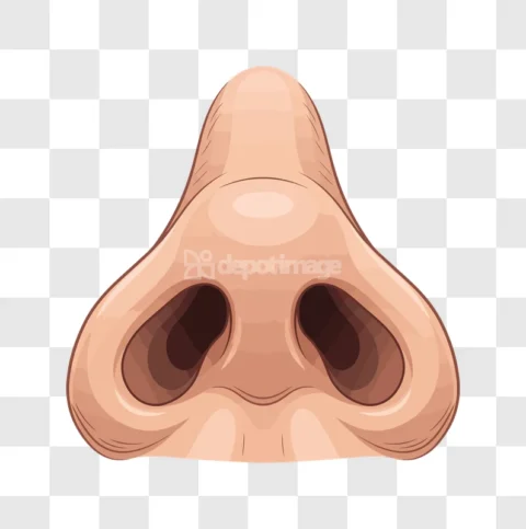 Human Nose Nostrils Front View