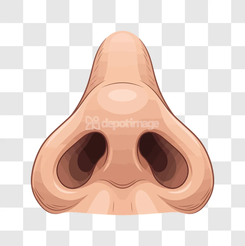 Human Nose Nostrils Front View, cartoon style, light brown skin tone, clear detail