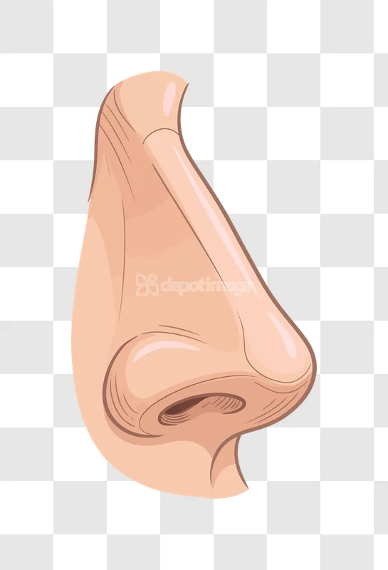 Human Nose Profile Side View Vector, detailed cartoon style, light skin tone