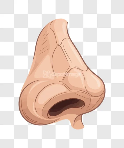 Human Nose Side View Cartoon Style