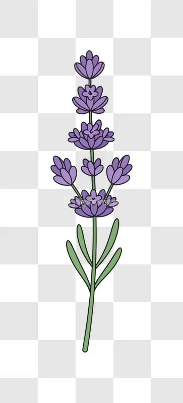Lavender Flower Cartoon Purple Stem Green