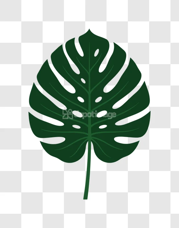 Monstera Leaf Tropical Plant Dark Green dark green tropical foliage illustration with fenestrations on black background.