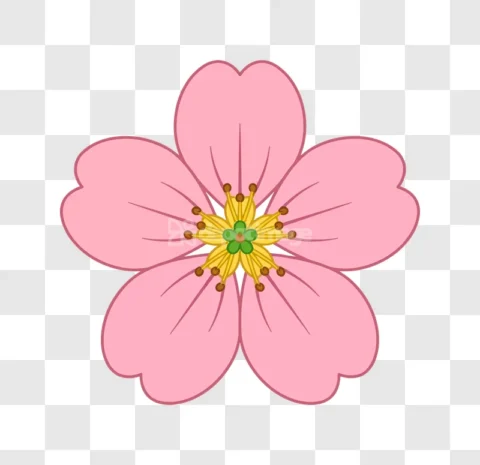 Pink Cherry Blossom Flower Illustration Spring