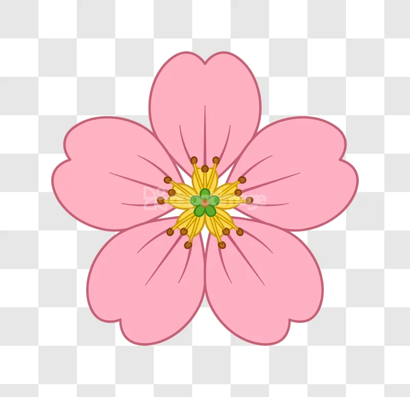 Pink Cherry Blossom Flower Illustration Spring five-petal, yellow-green center, clean lines