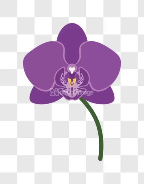 Purple Orchid Flower Green Stem Minimal