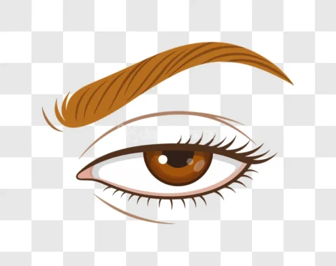Realistic Brown Human Eye Eyebrow
