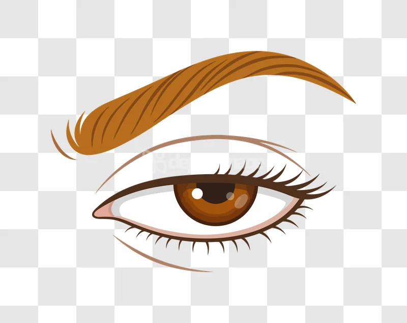 Realistic Brown Human Eye Eyebrow, detailed brown eye, dark lashes, arched brow