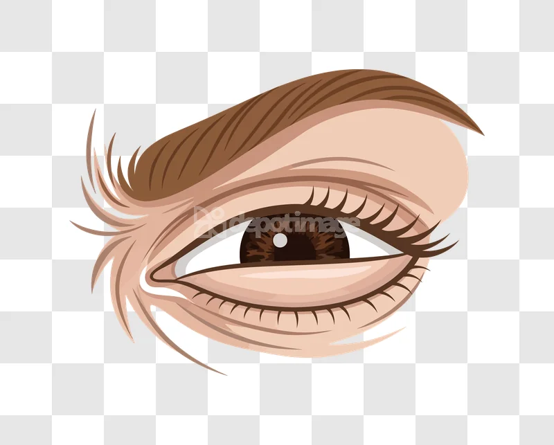 Realistic Human Brown Eye Vector Art, detailed brown illustrative eyelashes eyebrow