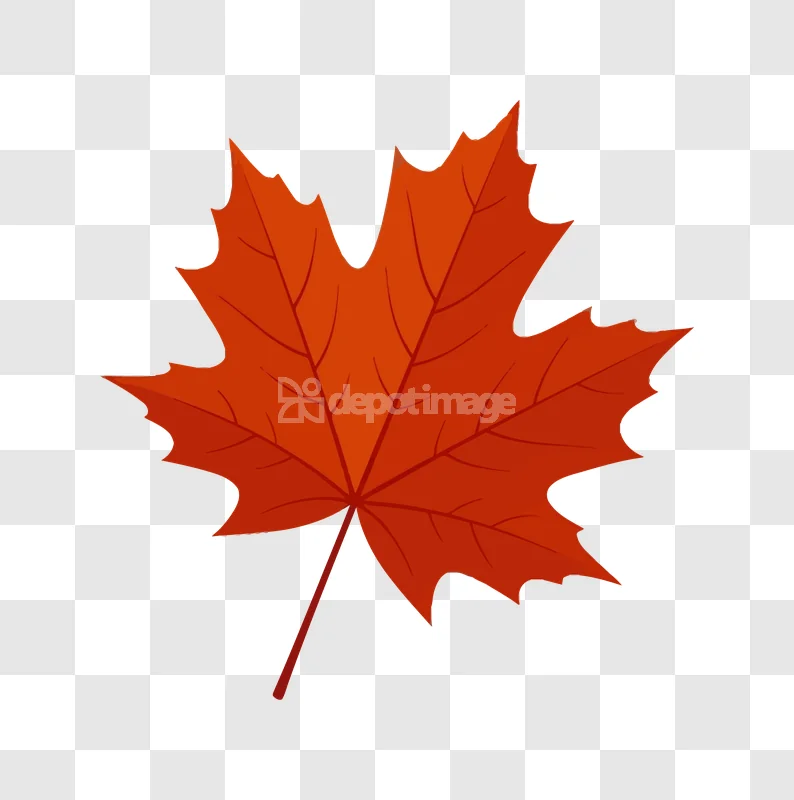 Red Maple Leaf Autumn Fall Icon vibrant red with distinct veins on transparent background