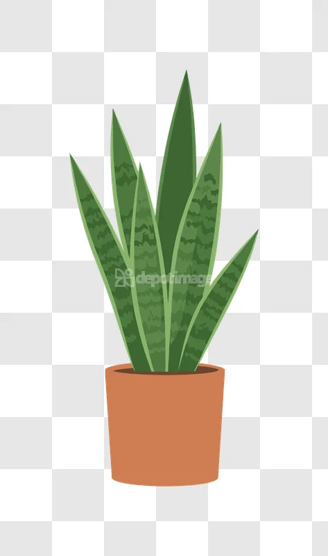 Snake Plant Potted Green Leaves Vector