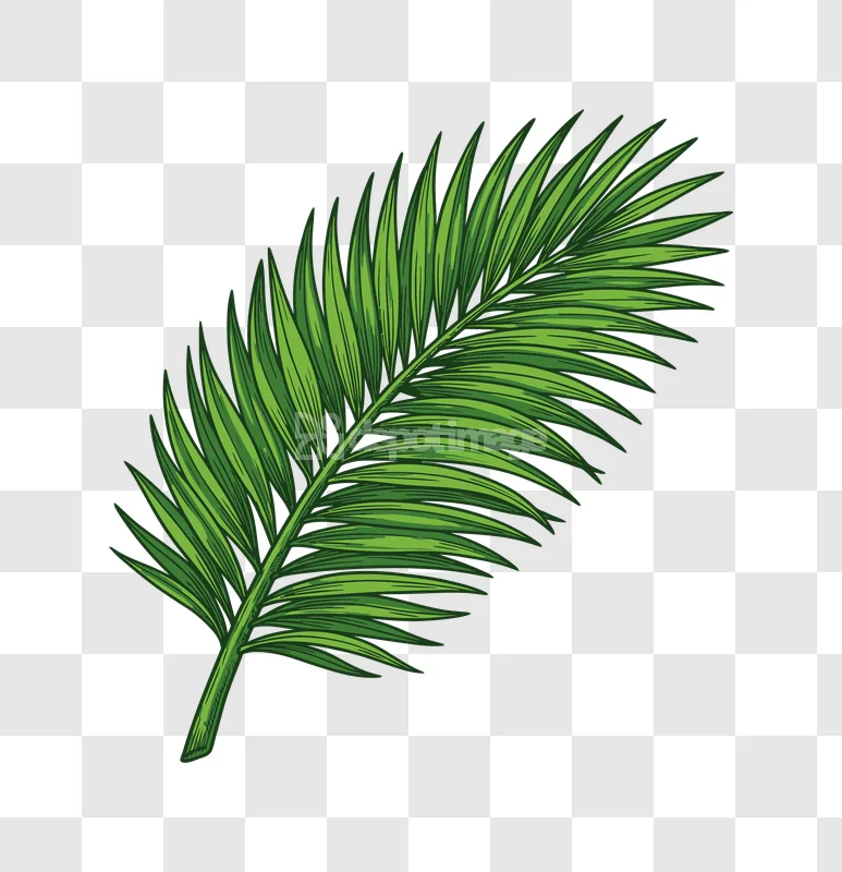 Tropical Green Palm Leaf Isolated Exotic Plant vibrant green, realistic, transparent background