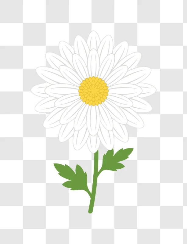 White Chrysanthemum Flower Green Stem Leaves, white petals yellow center, green stem
