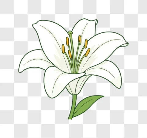 White Lily Flower Cartoon Illustration