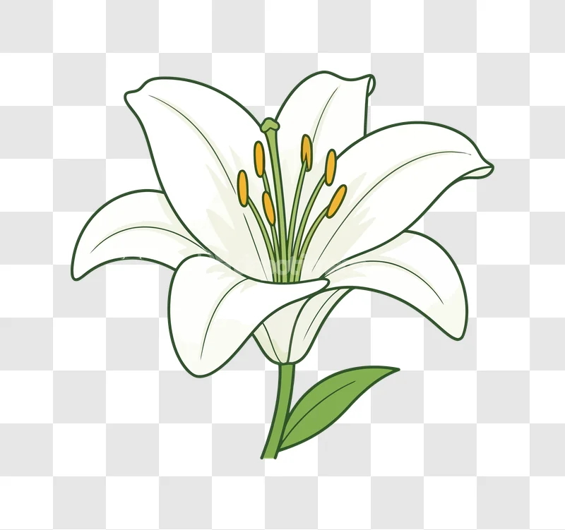 White Lily Flower Cartoon Illustration, white bloom, yellow stamens, green stem, flat style